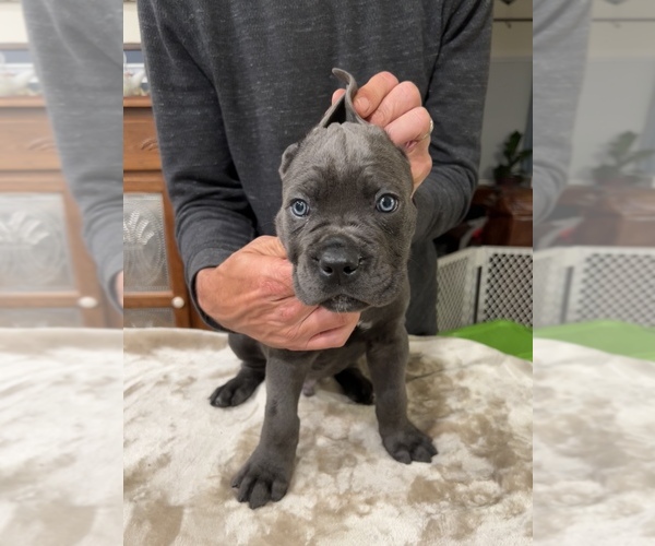Medium Photo #1 Cane Corso Puppy For Sale in RURAL HALL, NC, USA