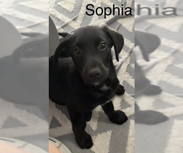 Medium Photo #2 Border Terrier-Dachshund Mix Puppy For Sale in Parker Ford, PA, USA