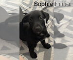 Small #1 Border Terrier-Dachshund Mix
