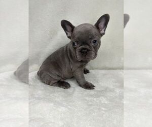French Bulldog Puppy for sale in CHARLESTON, SC, USA