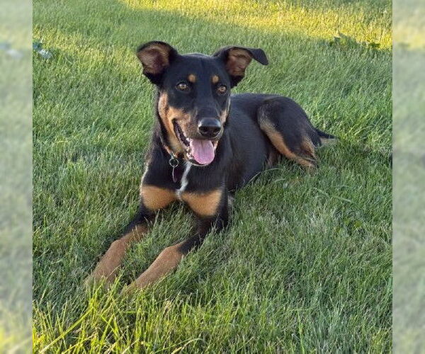 Medium Photo #1 Mutt Puppy For Sale in Genesee, WI, USA