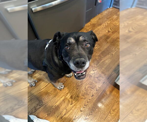 Medium Photo #2 Rottweiler-Unknown Mix Puppy For Sale in Louisville, KY, USA