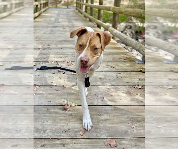 Medium Photo #58 American Pit Bull Terrier-Unknown Mix Puppy For Sale in Brewster, NY, USA