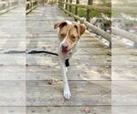 Small #57 American Pit Bull Terrier Mix