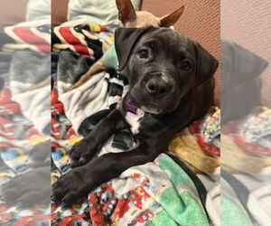 Rottweiler-American Pit Bull Terrier Dogs for adoption in Mundelein, IL, USA