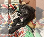 Small Rottweiler-American Pit Bull Terrier