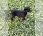 Small Photo #13 Rottweiler Puppy For Sale in COLUMBIA, TN, USA