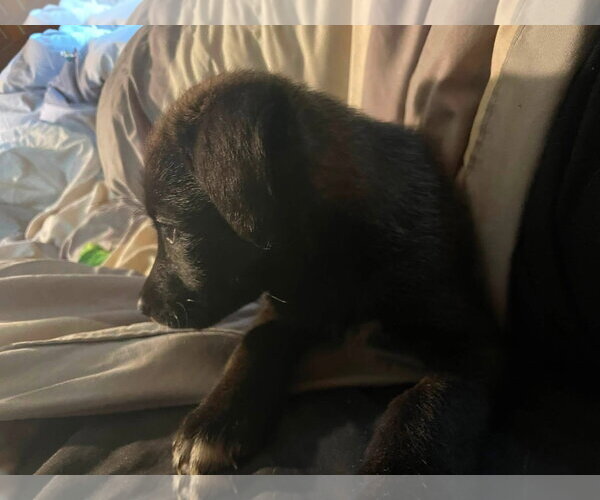Medium Photo #2 Siberian Husky-Unknown Mix Puppy For Sale in Germantown, OH, USA