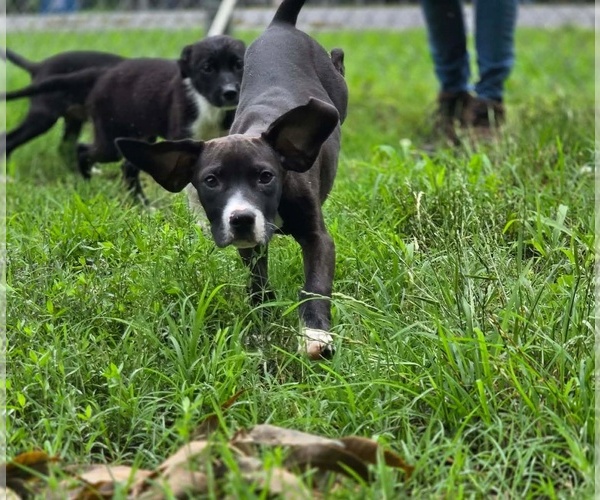 Medium Photo #2 Mutt Puppy For Sale in Anniston, AL, USA
