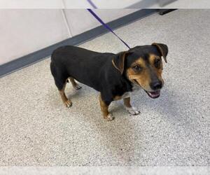 Dachshund-Unknown Mix Dogs for adoption in Visalia, CA, USA