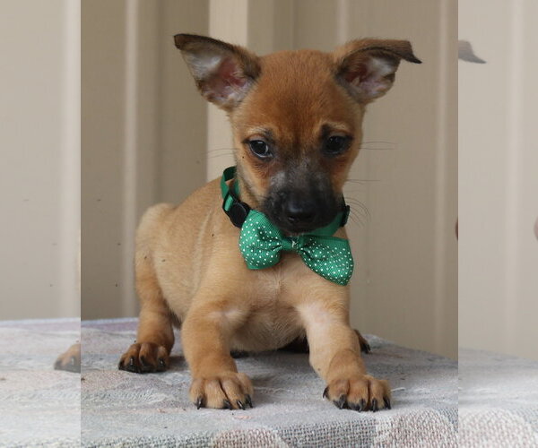 Medium Photo #1 Cairn Terrier Puppy For Sale in Bandera, TX, USA