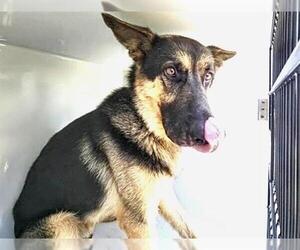 German Shepherd Dog Dogs for adoption in Houston, TX, USA