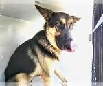 Small German Shepherd Dog