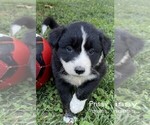 Puppy 7 Border Collie-Miniature Australian Shepherd Mix