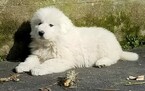 Small Photo #4 Great Pyrenees Puppy For Sale in KNOXVILLE, TN, USA