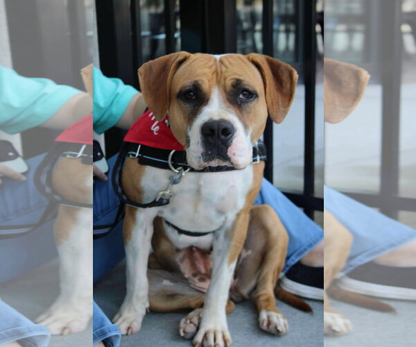 Medium Photo #12 Boxer-Unknown Mix Puppy For Sale in Holly Springs, NC, USA