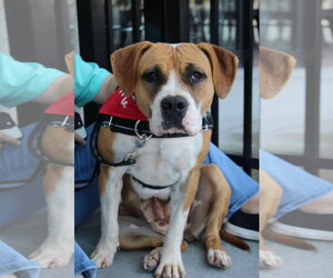 Winnie (The boxer) - Female Boxer-Unknown Mix Dog for Adoption - Photo #12