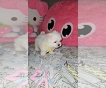 Small #6 Maltese