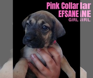 Anatolian Shepherd-Rhodesian Ridgeback Mix Dogs for adoption in Higley, AZ, USA