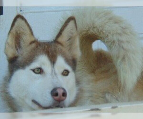 Medium Photo #9 Siberian Husky Puppy For Sale in Pacific grove , CA, USA