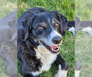 Border Collie-Brittany Mix Dogs for adoption in Curwensville, PA, USA