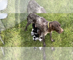 Mother of the German Shorthaired Pointer puppies born on 04/30/2023