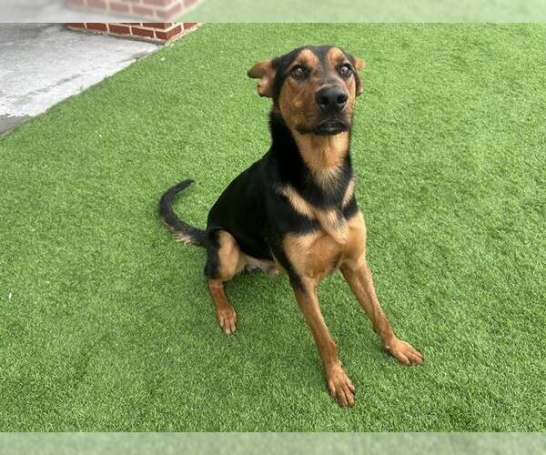 Medium Photo #2 German Shepherd Dog-Unknown Mix Puppy For Sale in Grand Prairie, TX, USA