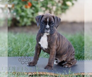 Boxer Puppy for sale in HONEY BROOK, PA, USA