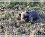 Small Photo #1 French Bulldog Puppy For Sale in GERMANTOWN, TN, USA