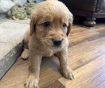 Puppy Orange Golden Retriever