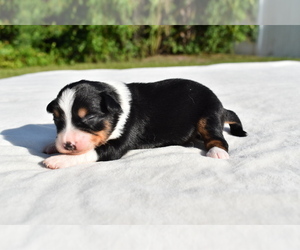 Miniature Australian Shepherd Puppy for sale in PALM COAST, FL, USA