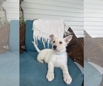 Small Photo #1 German Shepherd Dog Puppy For Sale in BRUNSWICK, GA, USA