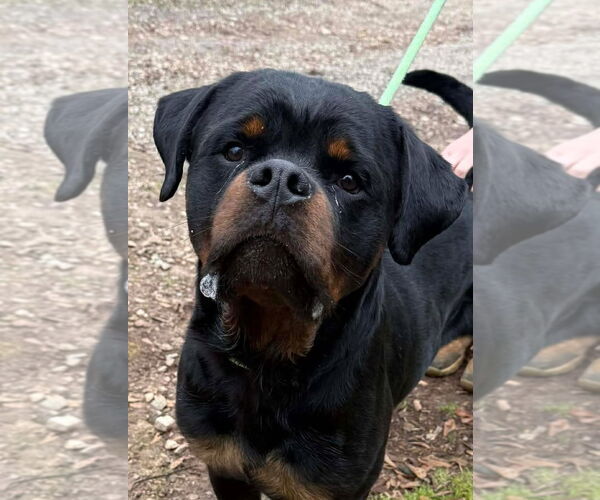 Medium Photo #1 Rottweiler Puppy For Sale in Hillsboro, NH, USA