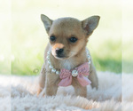 Small Photo #50 Chihuahua Puppy For Sale in WARSAW, IN, USA
