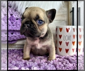 French Bulldog Puppy for sale in OJAI, CA, USA