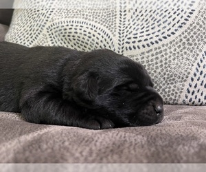 Labrador Retriever Puppy for sale in AUGUSTA, WI, USA