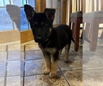 Small #6 German Shepherd Dog