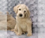Puppy 2 Labradoodle