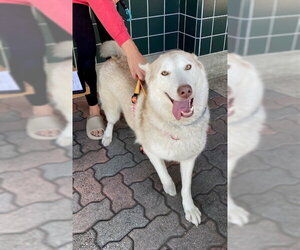 Siberian Husky Dogs for adoption in Rancho Cucamonga, CA, USA