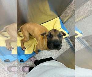 Mutt Dogs for adoption in Martinsburg, WV, USA
