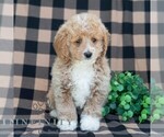 Small #2 Poodle (Miniature)