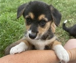 Small Photo #7 Pembroke Welsh Corgi Puppy For Sale in BRYAN, TX, USA
