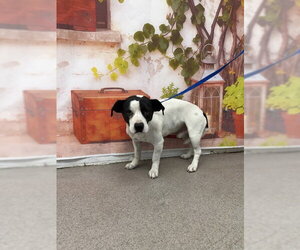 Mutt Dogs for adoption in San Bernardino, CA, USA