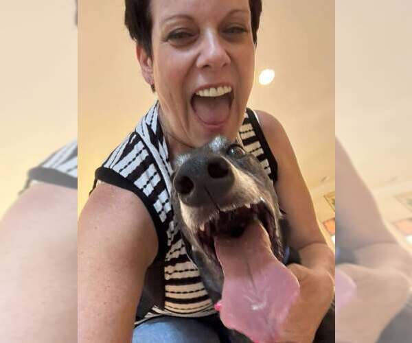 Medium Photo #3 Greyhound Puppy For Sale in Cherry Hill, NJ, USA