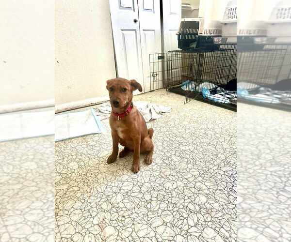 Medium Photo #6 Mutt Puppy For Sale in FRAMINGHAM, MA, USA