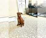 Small #5 Mutt