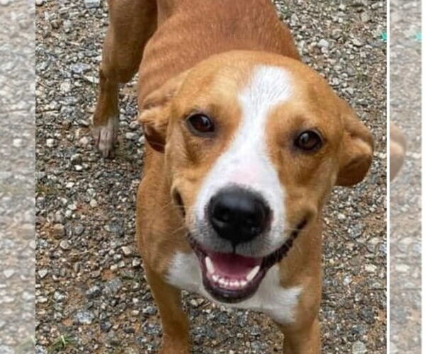 Medium Photo #4 Black Mouth Cur-Unknown Mix Puppy For Sale in Canton, CT, USA