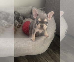 French Bulldog Puppy for sale in MARIETTA, GA, USA