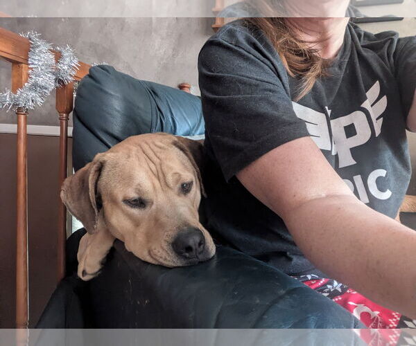 Medium Photo #12 Labrador Retriever-Unknown Mix Puppy For Sale in Minneapolis, MN, USA