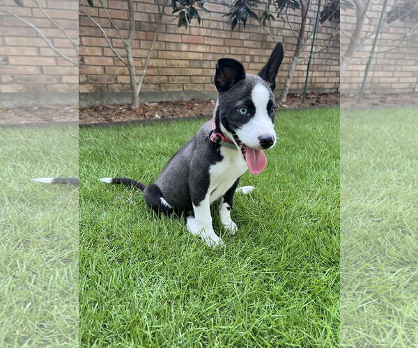 Medium Photo #3 American Pit Bull Terrier-Huskies  Mix Puppy For Sale in The Woodlands, TX, USA
